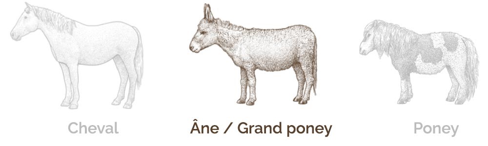 Ane / grand poney