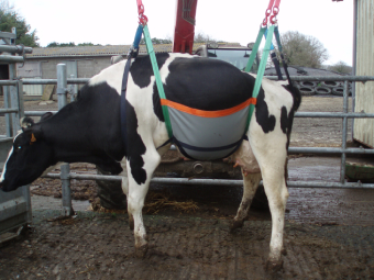 leve vache 800kg