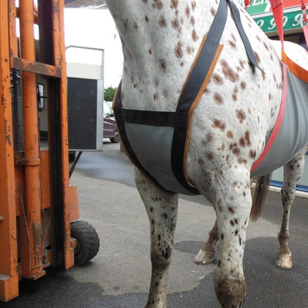 harnais pour lever un cheval jusqu'à 1000kg