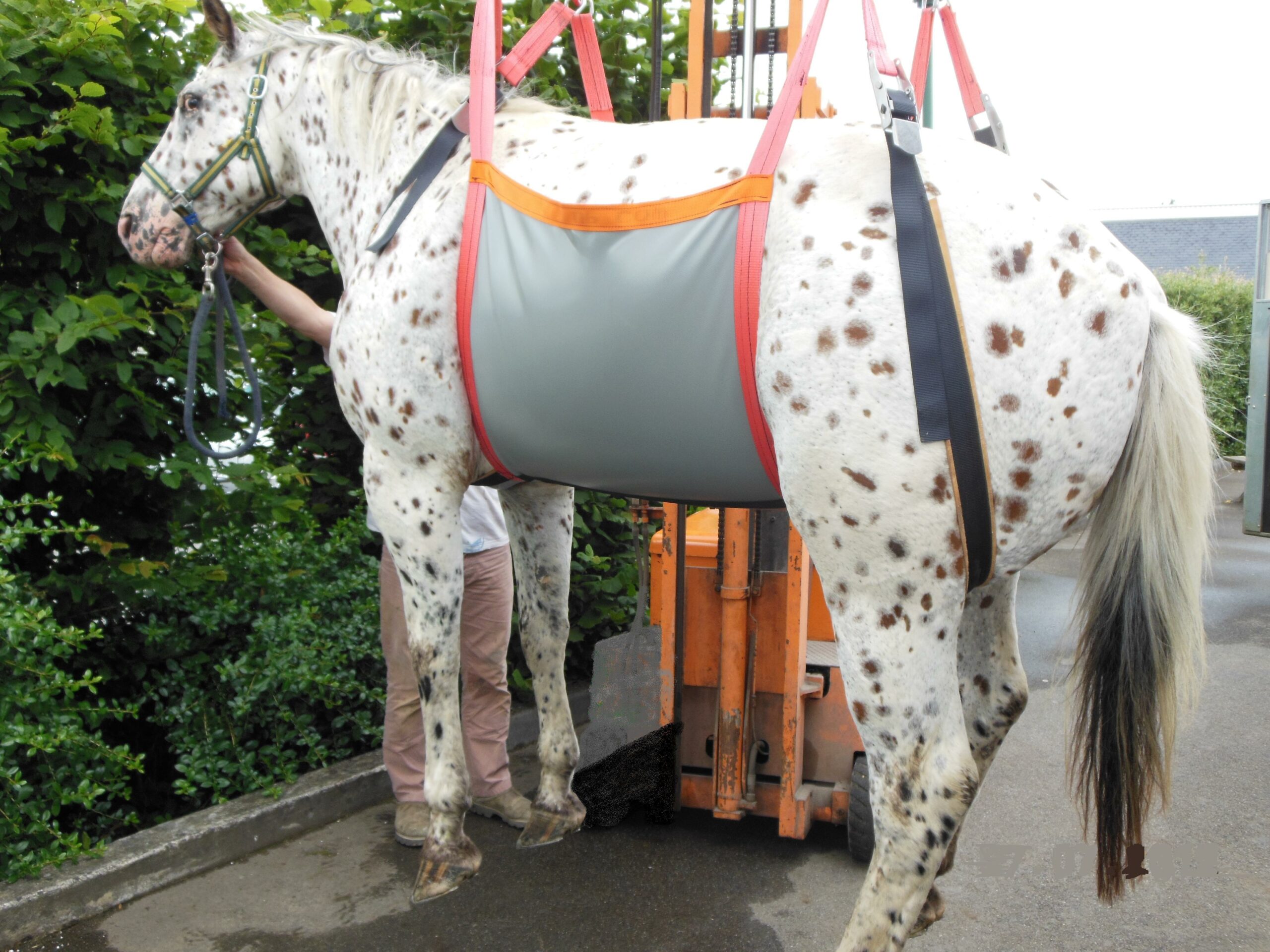 harnais lève cheval