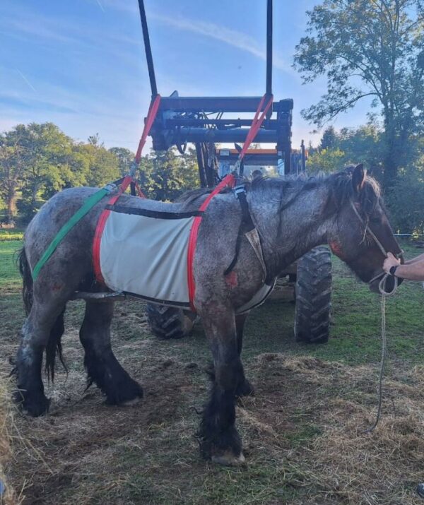 Harnais lève cheval 2G 1000 kg AR00153 – Image 3