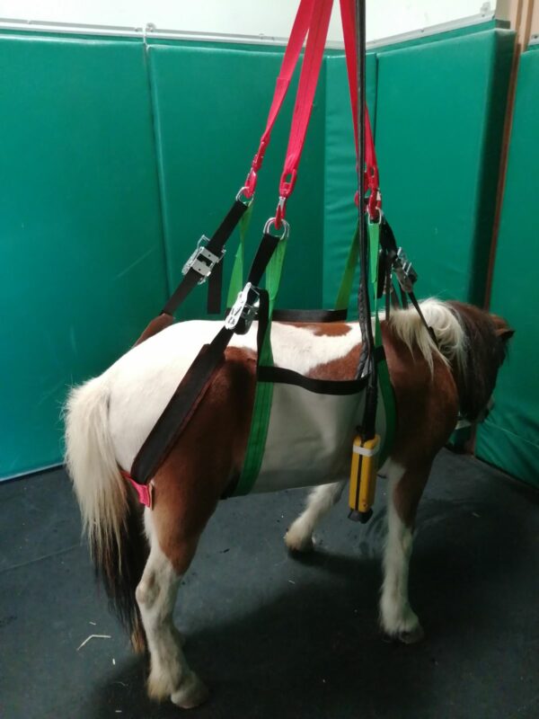 Harnais lève grand poney 3G 450 Kg AR00147 – Image 5